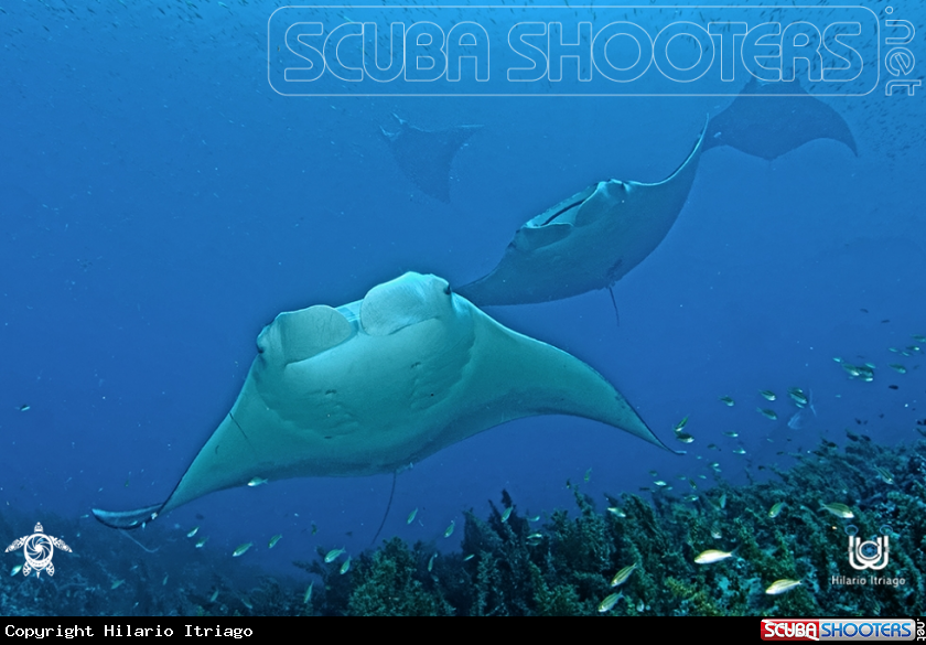 A Manta Ray