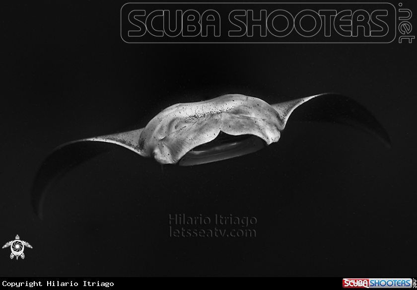 A Manta Ray