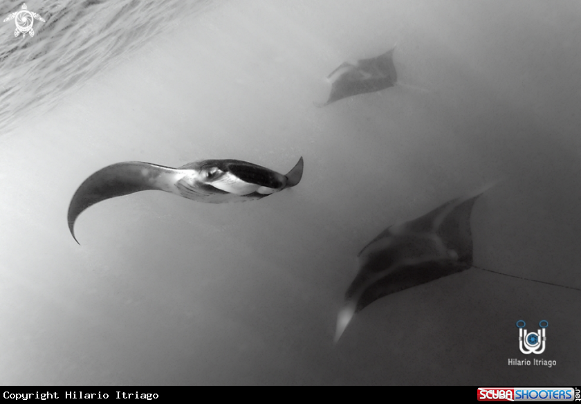 A Manta Ray