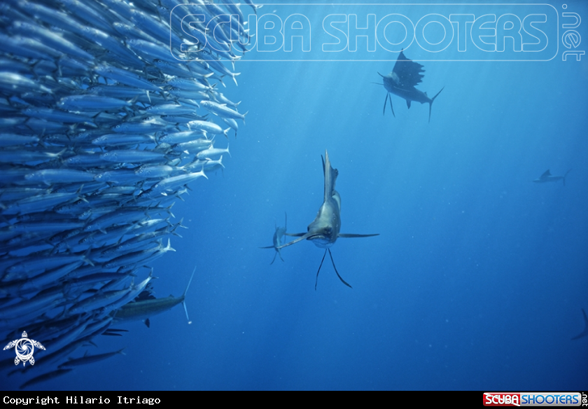 A Sailfish