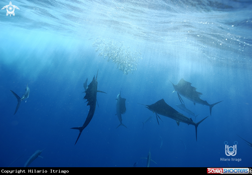 A Sailfish