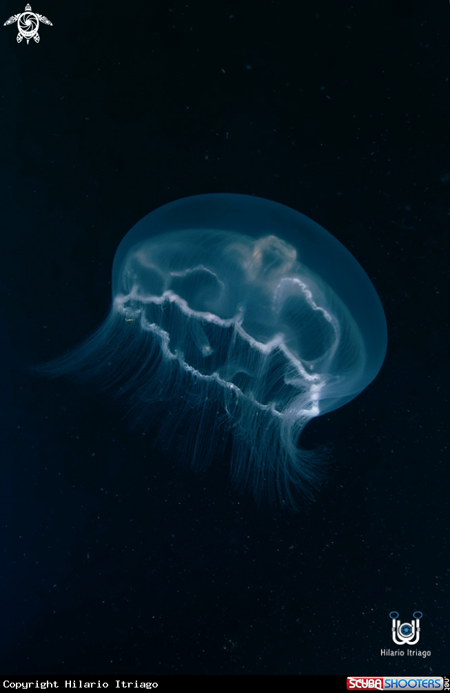 A Medusa