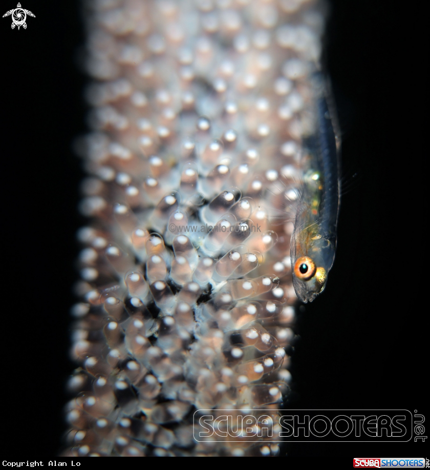 A goby