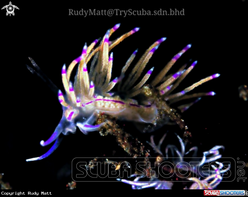 A Unidentia angelvaldesi