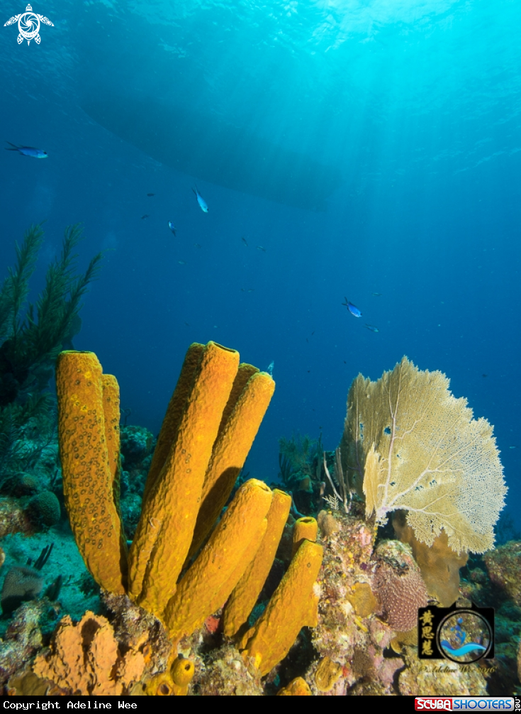 A Yellow tube sponge