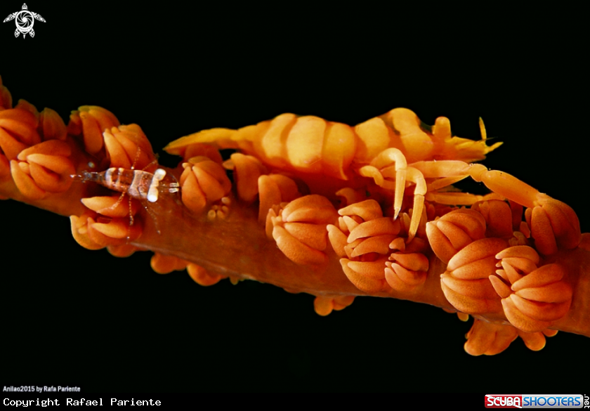 A Gamba del Coral Latigo