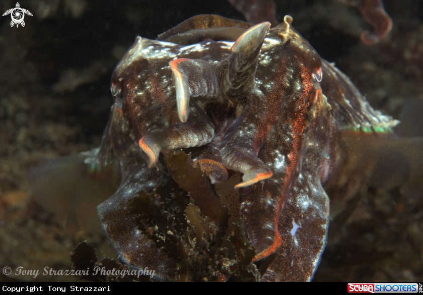 A Mourning cuttle