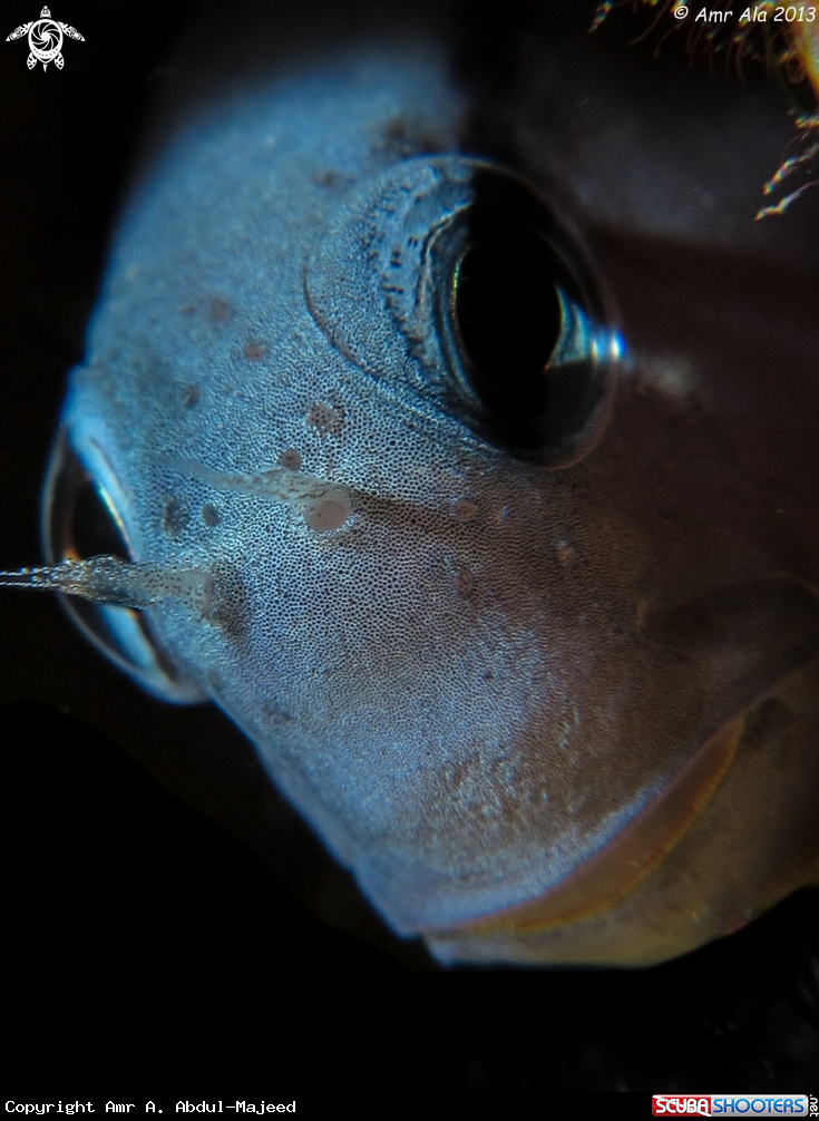 A Blenny