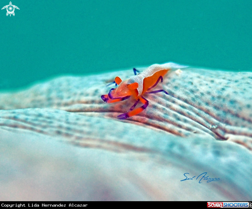 A Emperor Shrimp