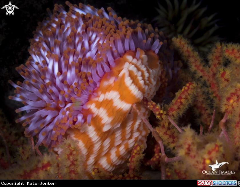 A Sock Anemone