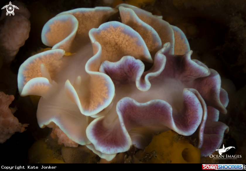 A Frilly Nudibranchs