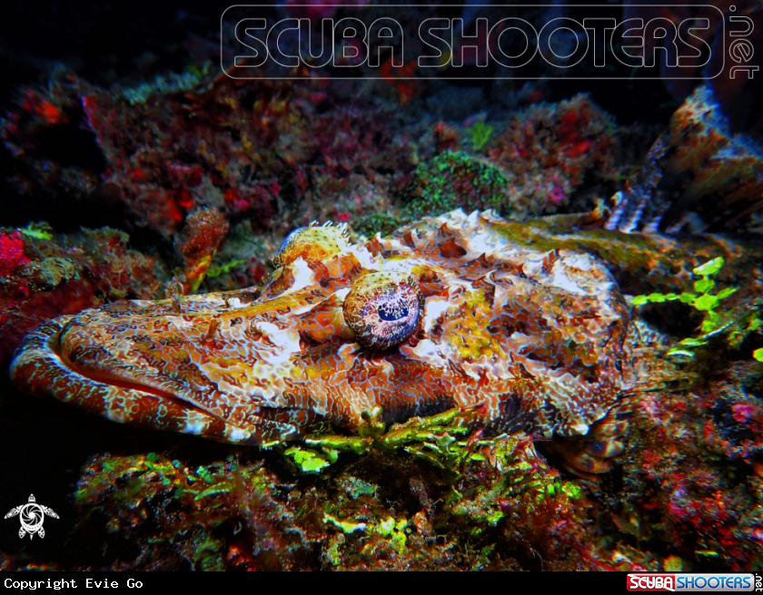 A Crocodile Flathead