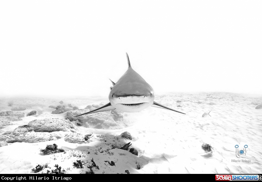 A Bull Shark