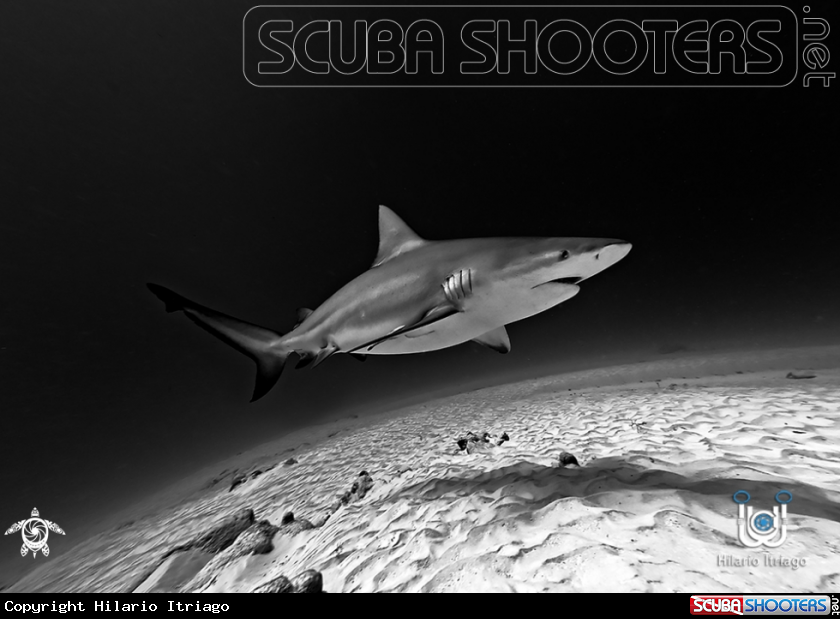 A Bull shark