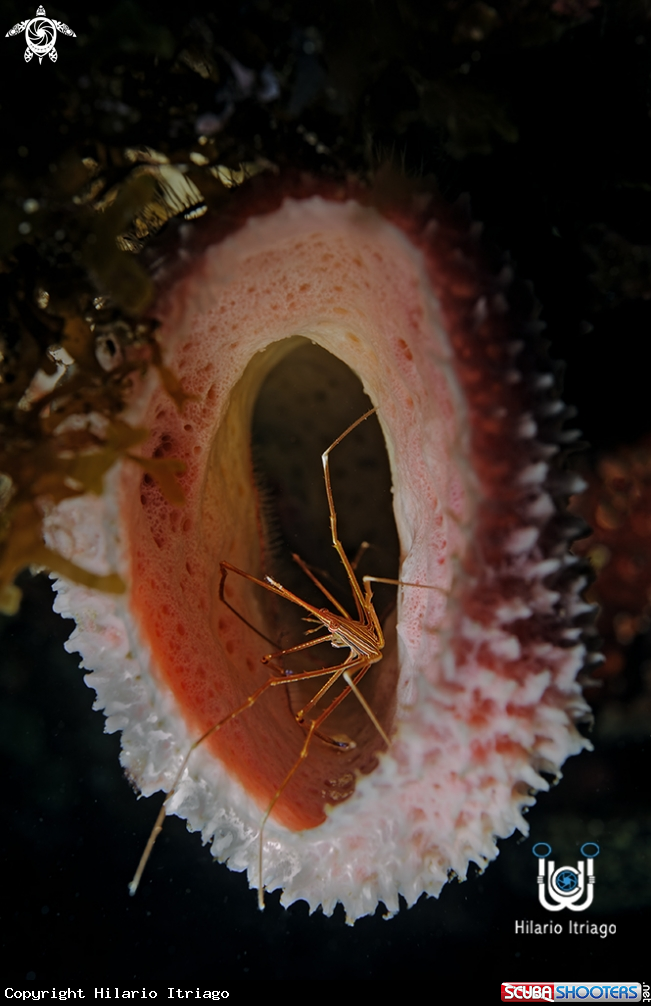 A Arrowcrab