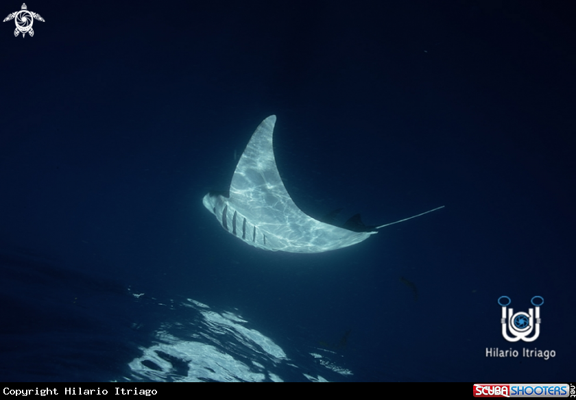 A Manta Ray