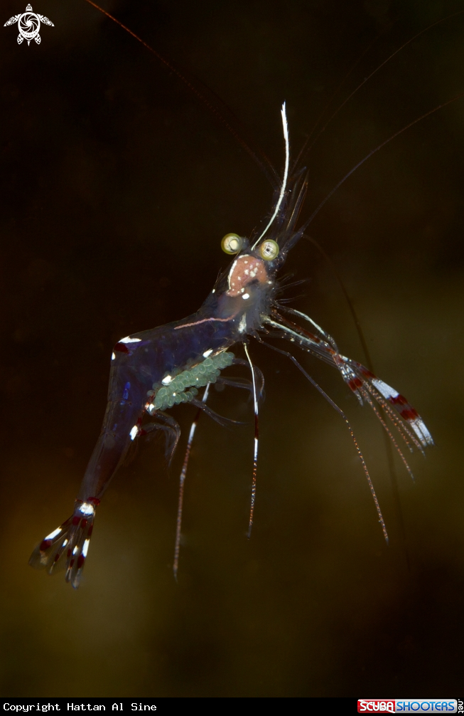A underwater creature
