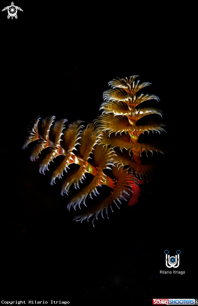 A Christmas Tree Worm