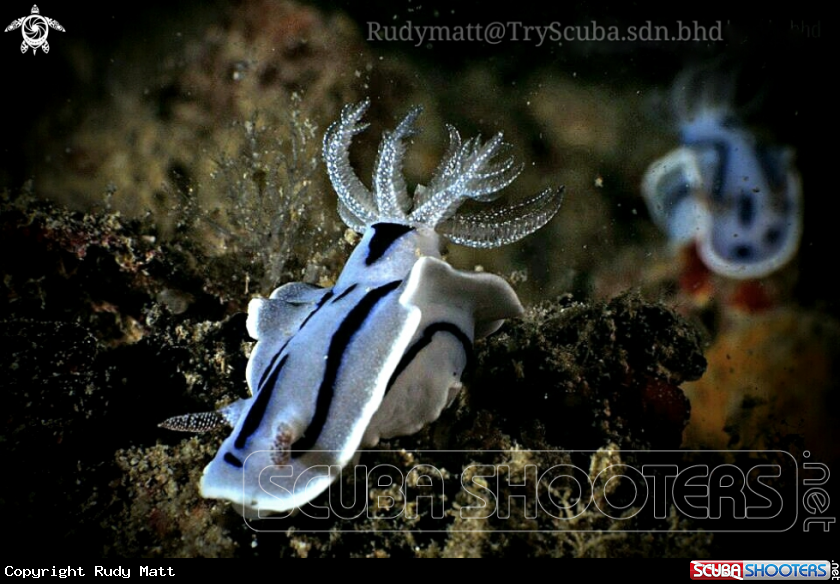 A Chromodoris