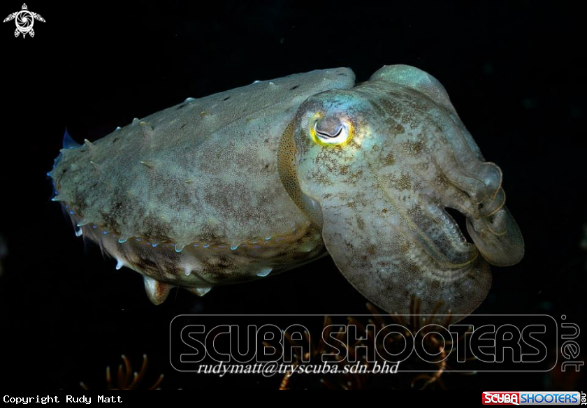 A Cuttle
