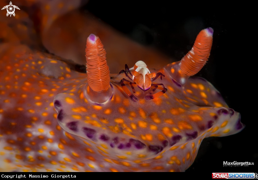 A emperor shrimp