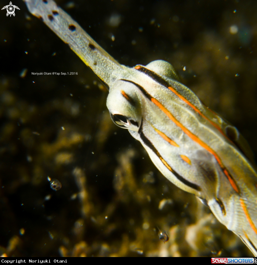 A pipe fish