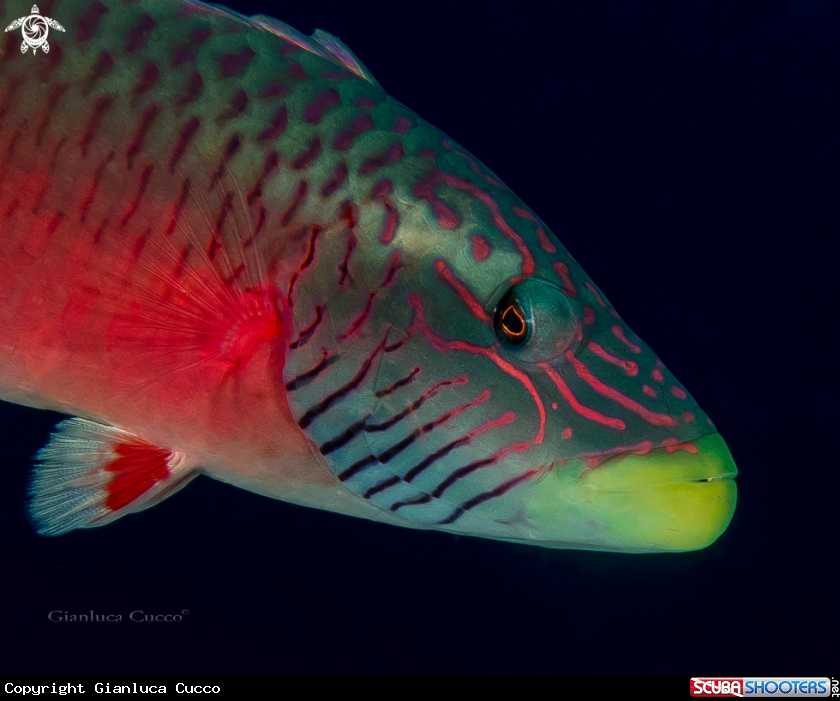 A Cheeklined wrasse,Tordo scritto