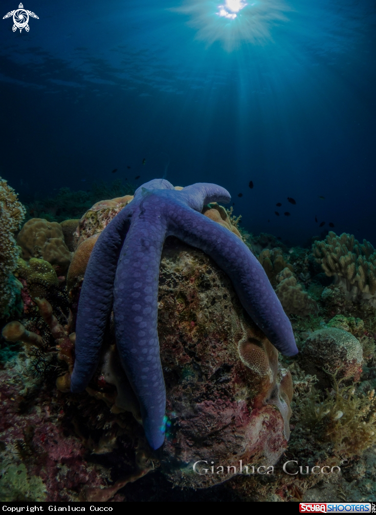 A Blue Starfish
