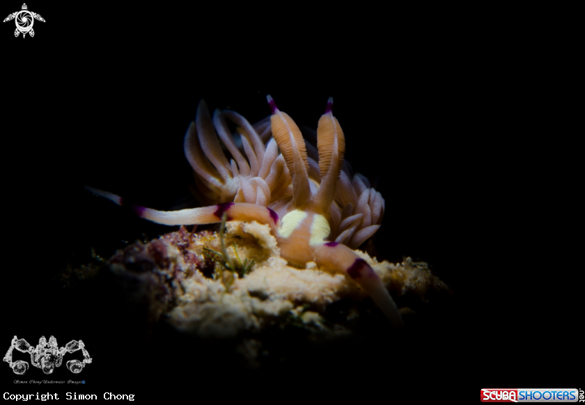 A Pteraeolidia ianthina