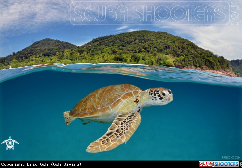 A Turtle