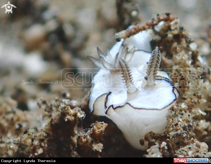 A Doriprismatica paladentata