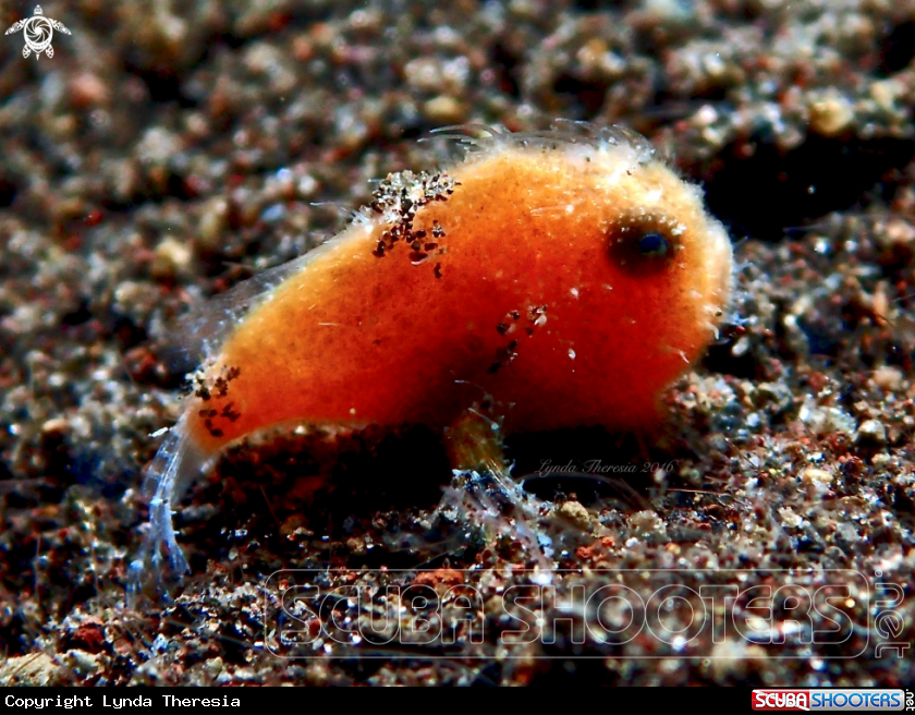 A Antennarius striatus