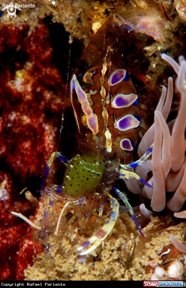 A Periclimenes