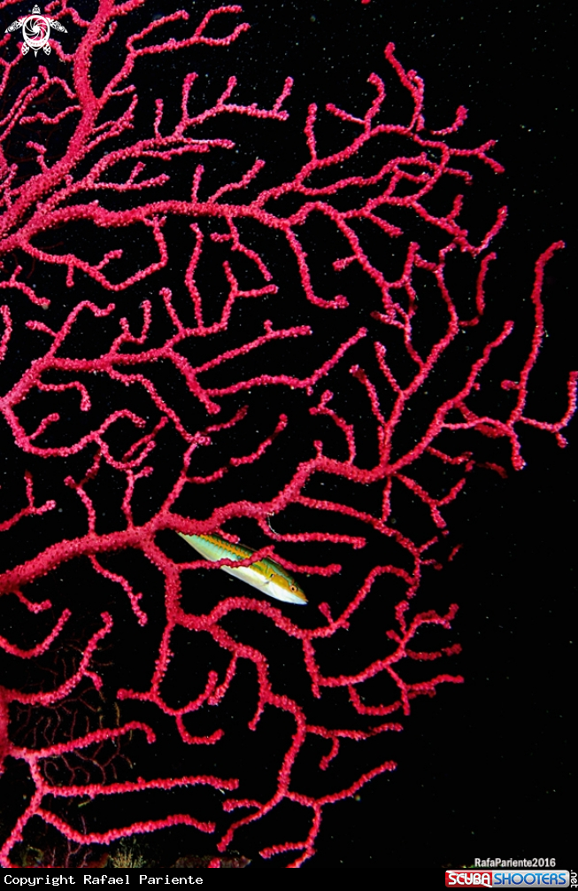 A Gorgonia