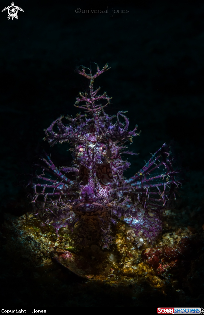 A Leaf Scorpionfish