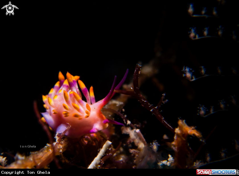 A Nudibranch