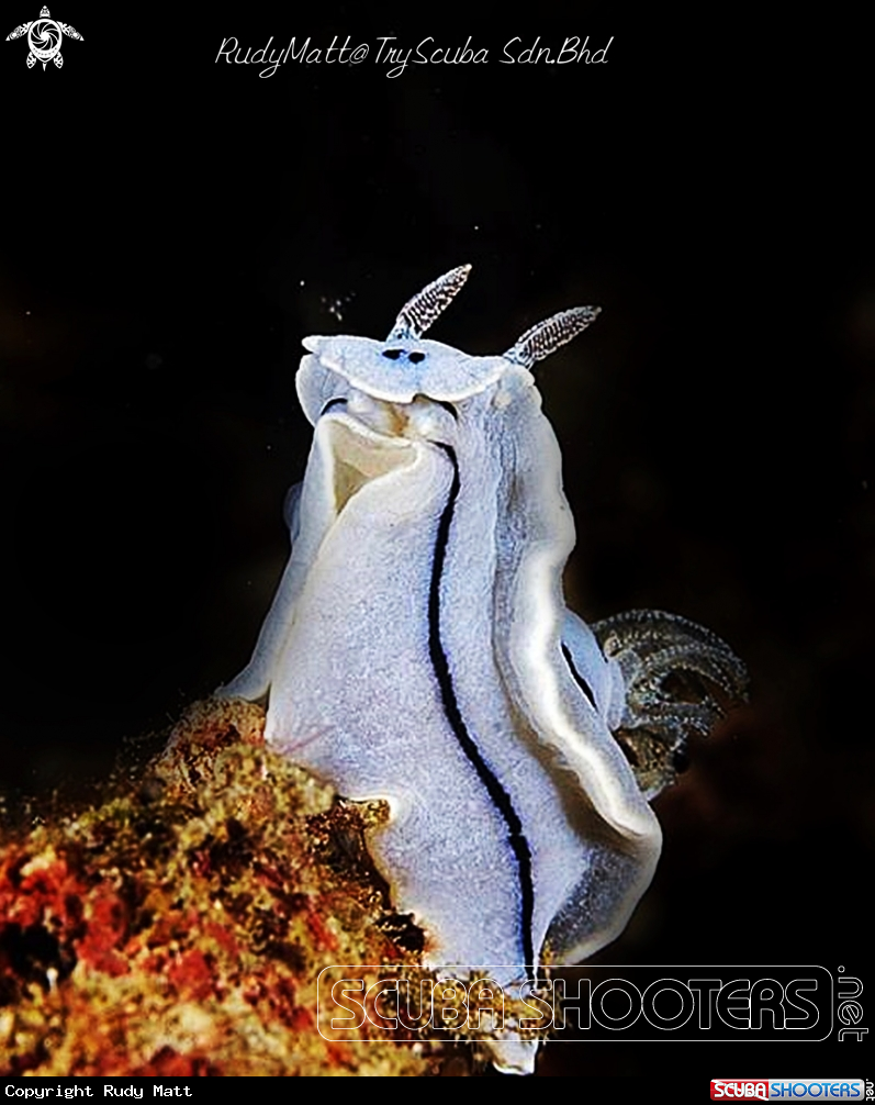 A Chromodoris