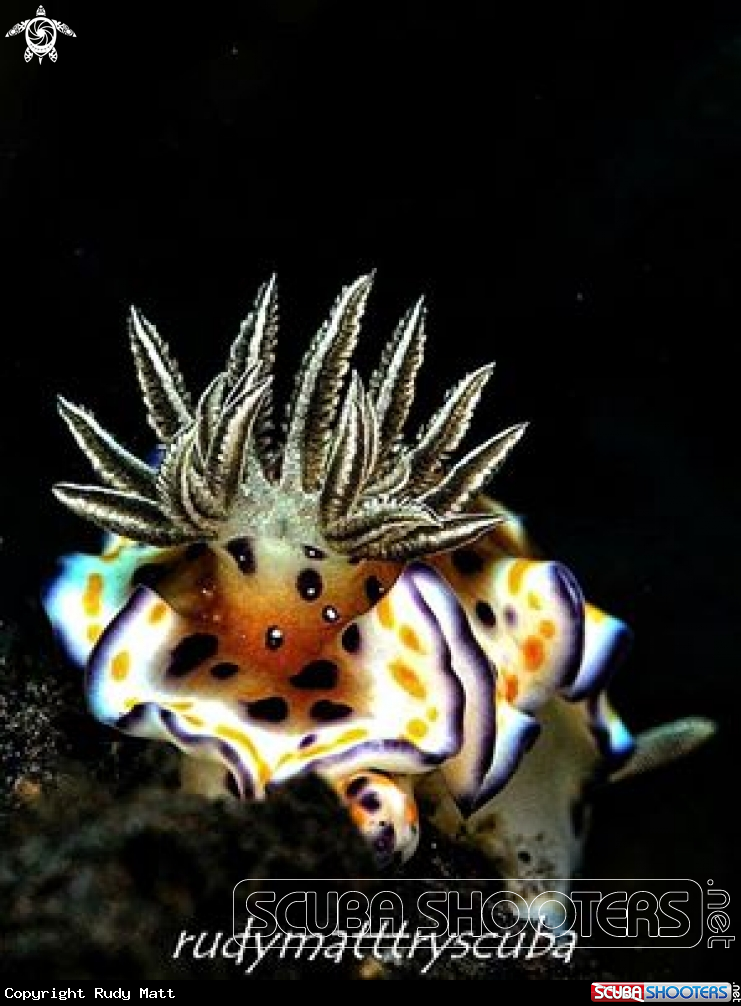 A Goniobranchus