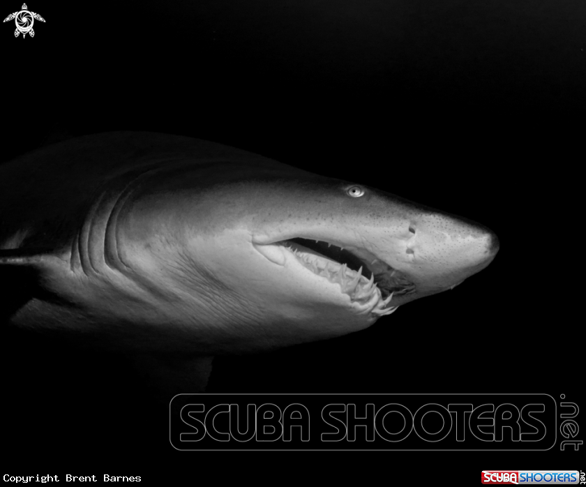 A Sand Tiger Shark