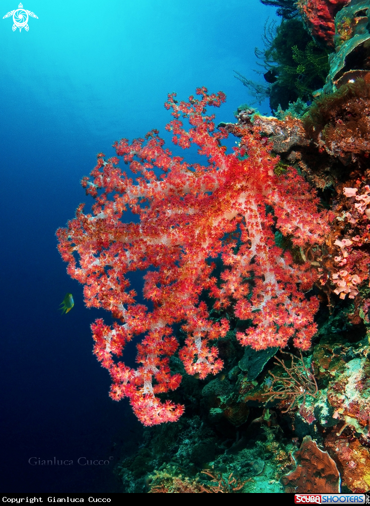 A Soft coral,Alcionario