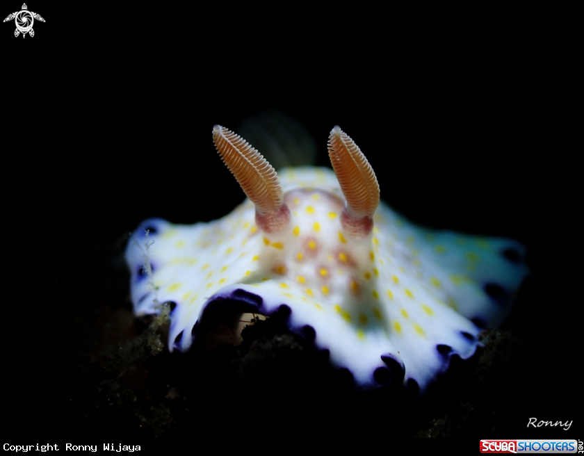 A Goniobranchus Aureopurpureus