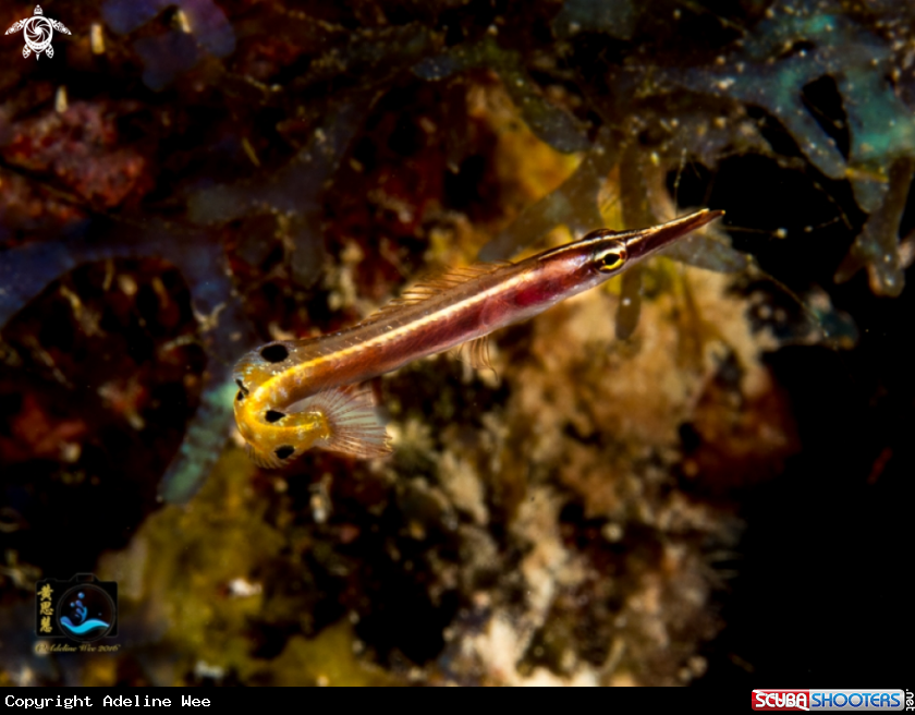 A Arrow blenny