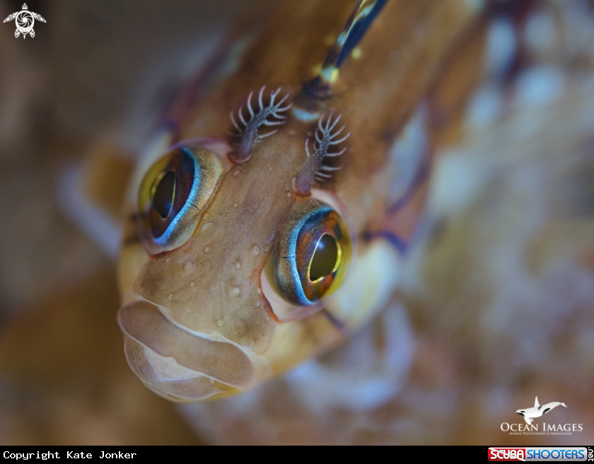 A Klipfish