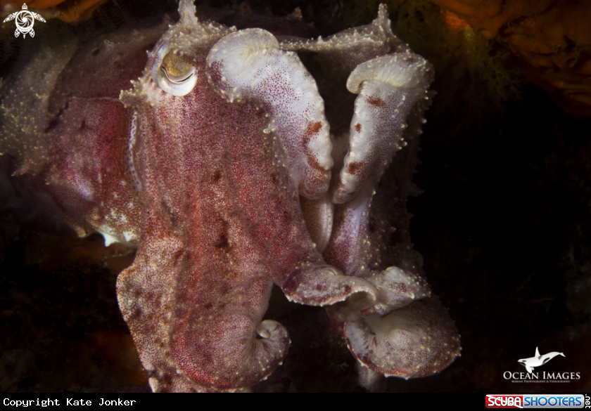 A Cuttlefish
