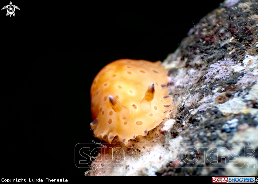 A Dendrodoris Guttata