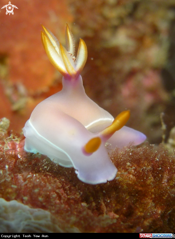 A Nudibranch