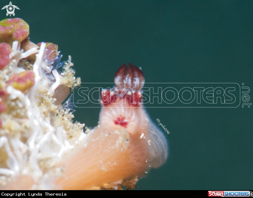 A Jorunna rubescens (Juvenile)