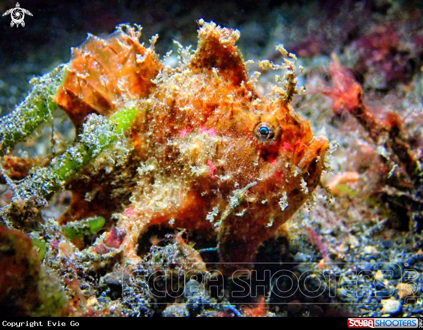A Frogfish