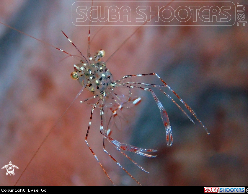A Clear Cleaner Shrimp