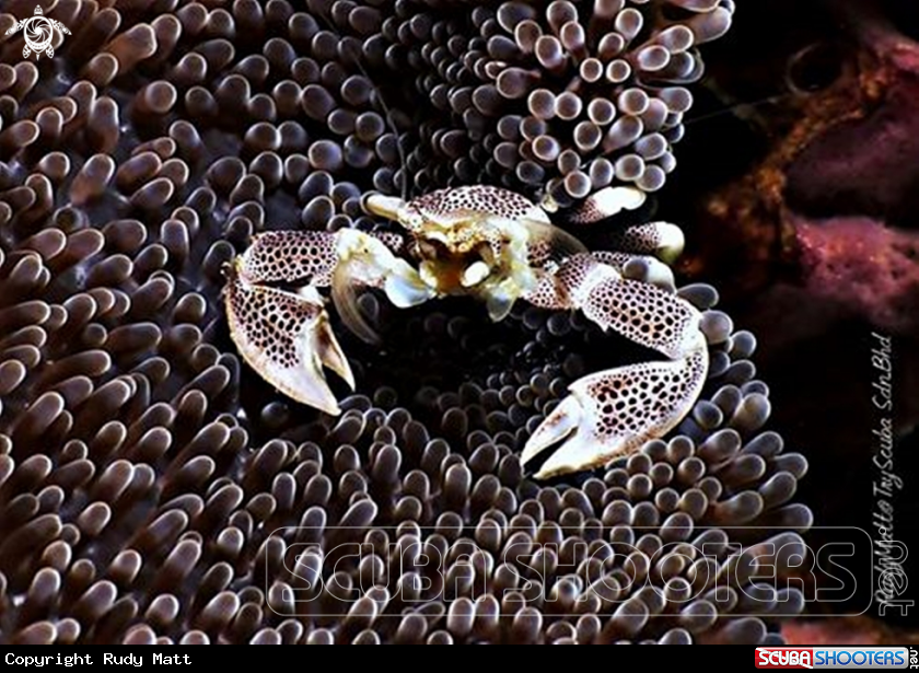 A Anemone Crab